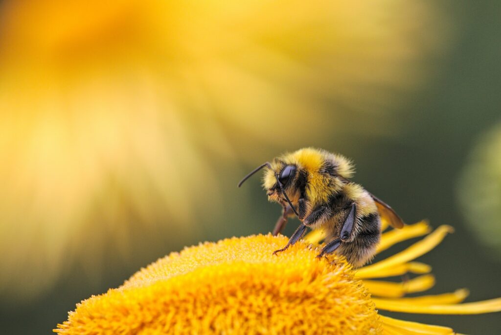 honeybee perching on yellow flower